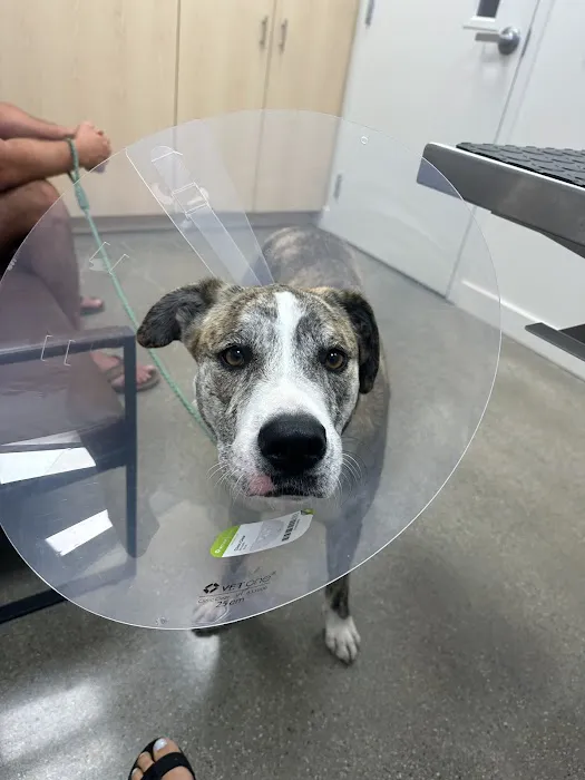 Pacific Coast Animal Hospital 7