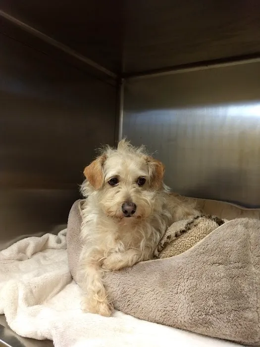 Redondo Shores Veterinary Center 6