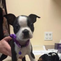 Redondo Shores Veterinary Center ico