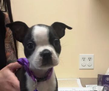 Redondo Shores Veterinary Center
