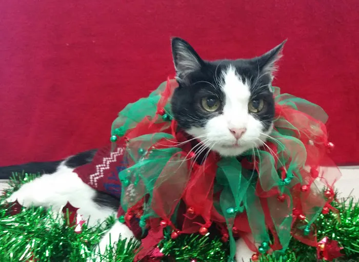 Redondo Shores Veterinary Center 10