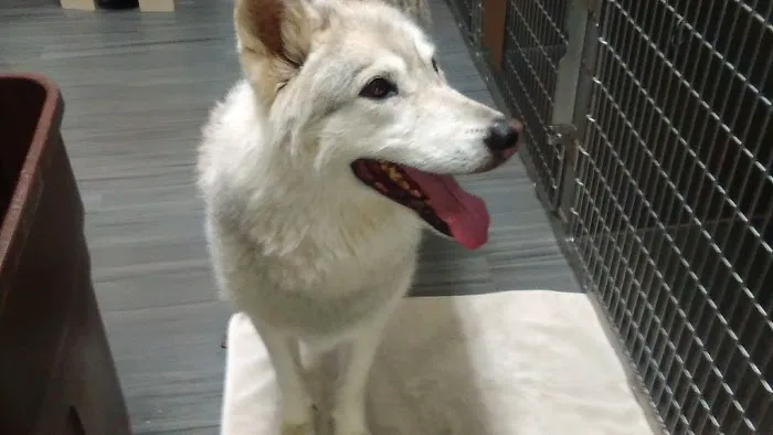VCA Coast Animal Hospital 12