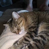 Hermosa Animal Hospital: Overturf Kimberley DVM ico