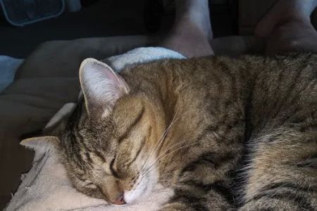 Hermosa Animal Hospital: Overturf Kimberley DVM