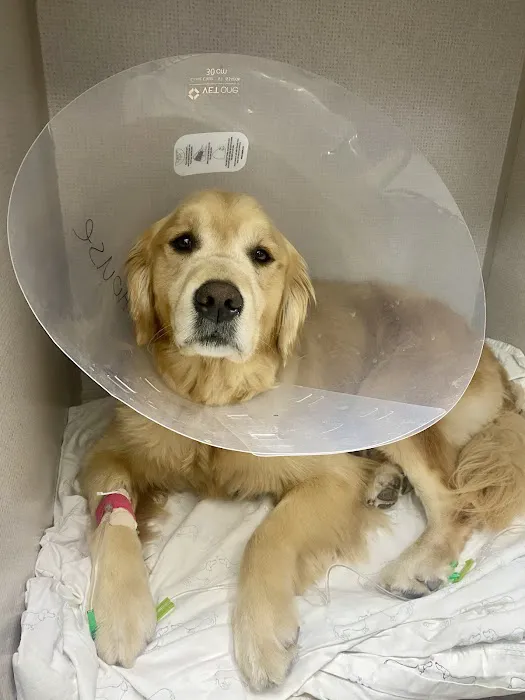 Thrive Pet Healthcare Urgent Care – Torrance 3