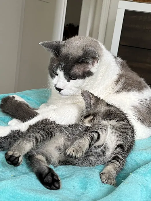 Thrive Pet Healthcare Urgent Care – Torrance 7