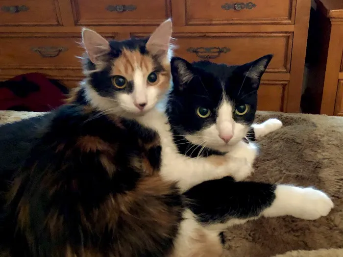 Galloway Cat Clinic 10