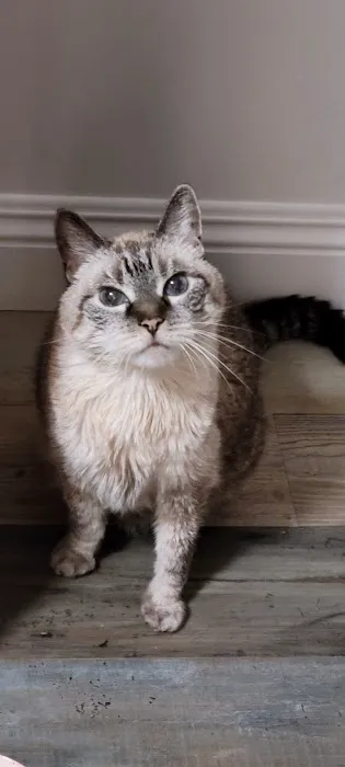 Galloway Cat Clinic 2