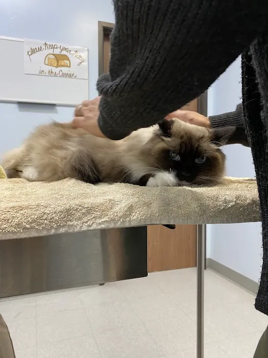 Galloway Cat Clinic 8