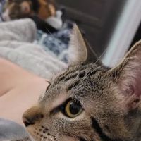 Galloway Cat Clinic ico