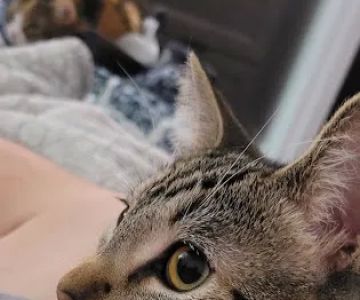 Galloway Cat Clinic