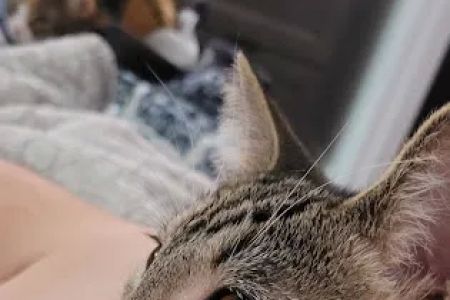 Galloway Cat Clinic