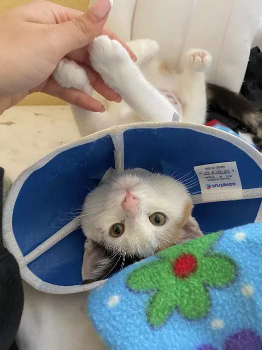 Galloway Cat Clinic 4
