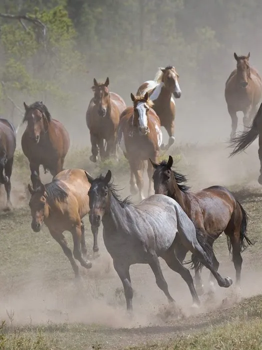 Larry H. Kelly, DVM - Equine Veterinarian 12