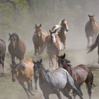 Larry H. Kelly, DVM - Equine Veterinarian ico