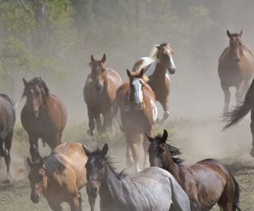 Larry H. Kelly, DVM - Equine Veterinarian