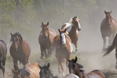 Larry H. Kelly, DVM - Equine Veterinarian