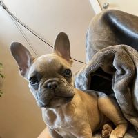 Banfield Pet Hospital ico