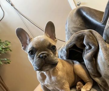 Banfield Pet Hospital