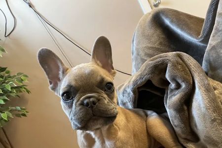 Banfield Pet Hospital