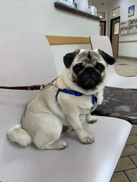 All Pets Veterinary Hospital 12