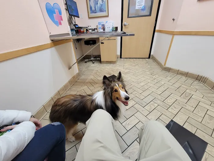 All Pets Veterinary Hospital 12