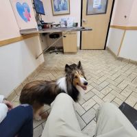 All Pets Veterinary Hospital ico