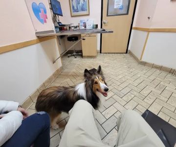 All Pets Veterinary Hospital
