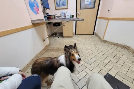 All Pets Veterinary Hospital