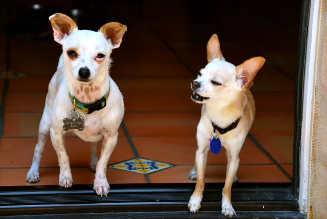 All Pets Veterinary Hospital 12