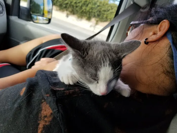 Animal Hospital of South Bay - Rolling Hills 12
