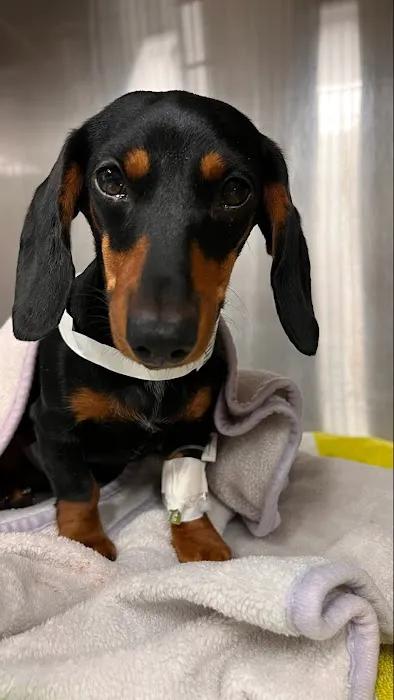 Animal Hospital of South Bay - Rolling Hills 12