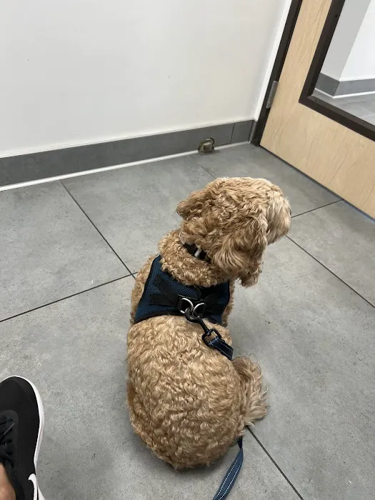 Animal Hospital of South Bay - Rolling Hills 12