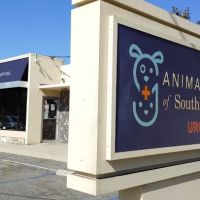 Animal Hospital of South Bay - Rolling Hills ico
