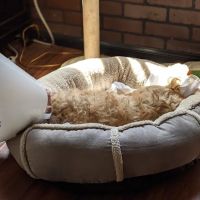 CAMP Clinic San Pedro (spay/neuter) ico