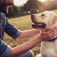 Echo Vet Cardio ico
