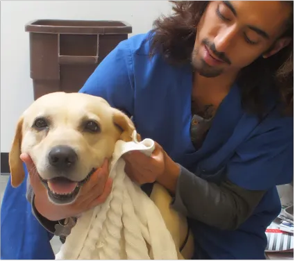 P.V. Village Pet Hospital 10