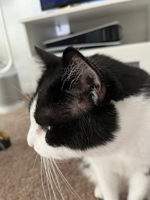 P.V. Village Pet Hospital 5