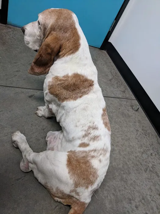 P.V. Village Pet Hospital 9