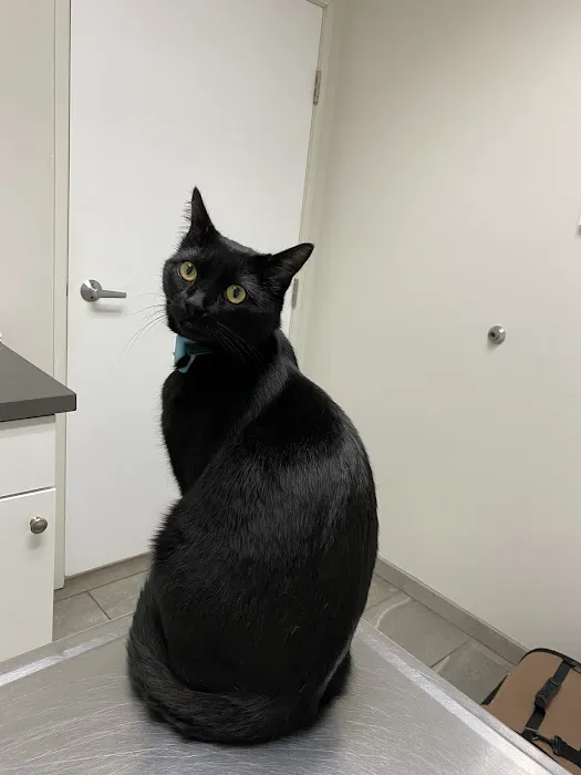 Manhattan Beach Animal Hospital 2