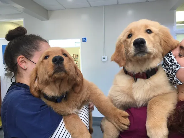 Bay Animal Hospital 4