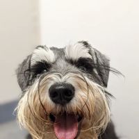 Bay Animal Hospital ico