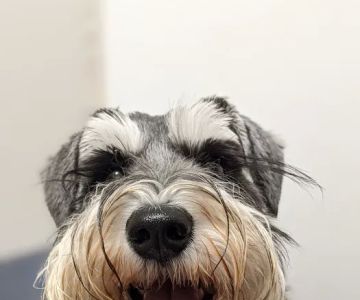 Bay Animal Hospital