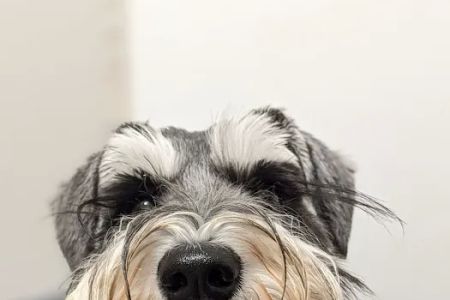 Bay Animal Hospital