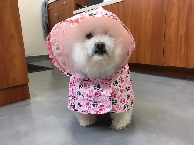 Bay Animal Hospital 6