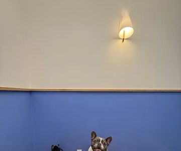 Modern Animal