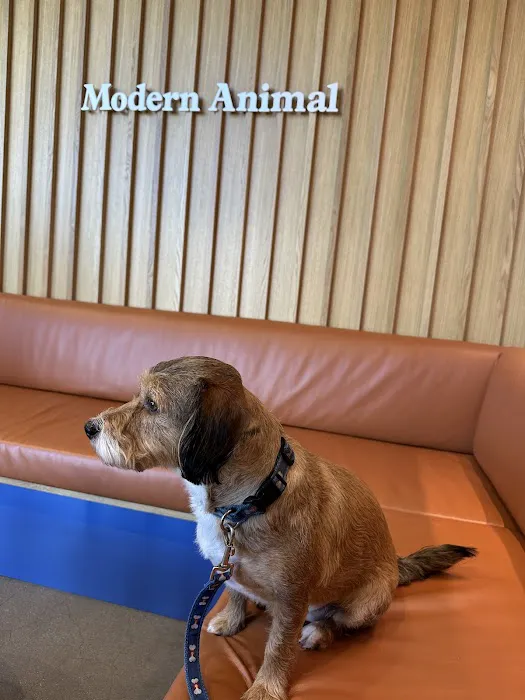 Modern Animal 12