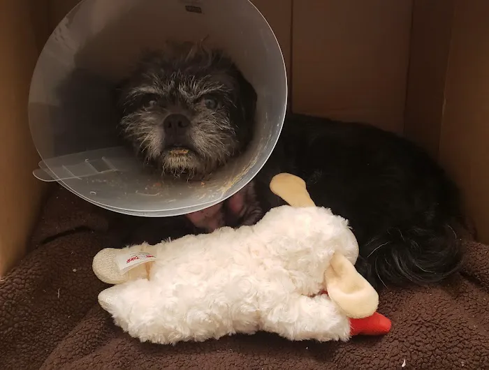 Animal Urgent Care K-Town 12
