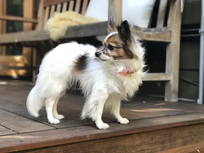 Animal Urgent Care K-Town 12