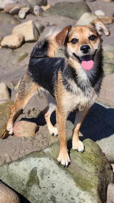 Animal Urgent Care K-Town 12